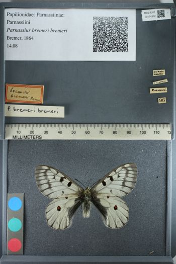 Media type: image;   Entomology 174302